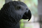 African Grey of note